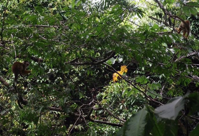 spider monkeys at Machia Park, Villa Tunari, Bolivia