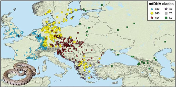 Distribution des lignées mitochondriales de 1580 spécimens de couleuvre à collier étudiés (C. Kindler & al. 2017)