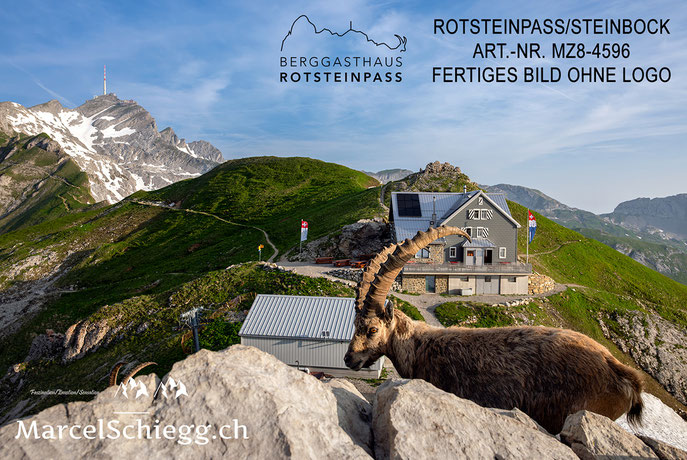 Marcel Schiegg, Steinbock, Alpensteinbock, Berggasthaus Rotsteinpass