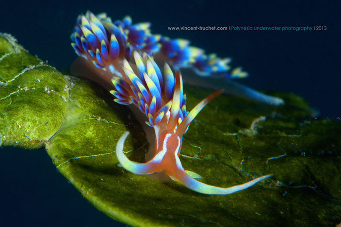 Caloria indica, Tuamotu archipelago