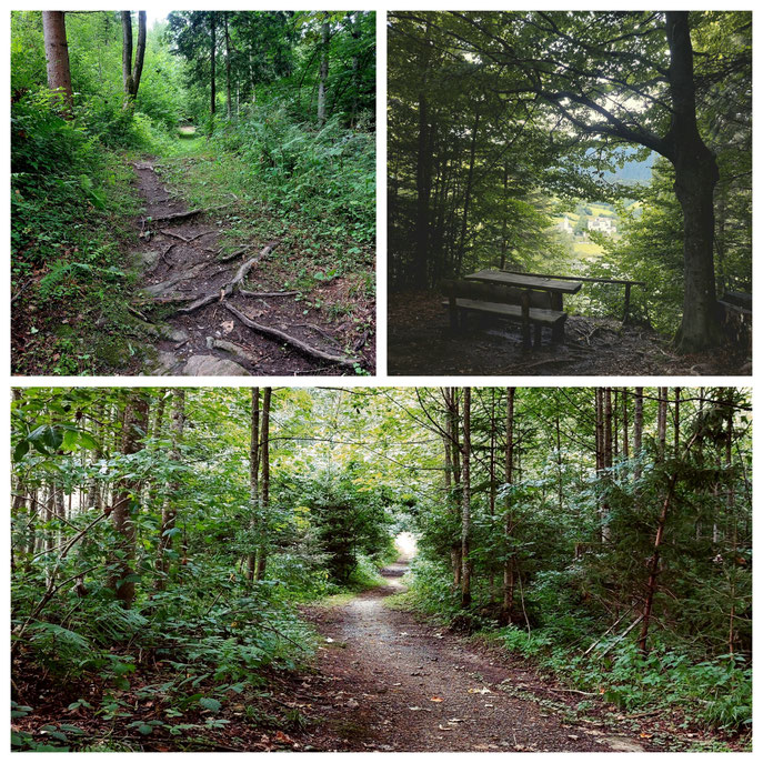 Goldegg am See, Panoramablick, See, Waldweg, babebi-ontour.com, Hatschn&Haxln, durch ganz Österreich, 3 Buchen Rundweg, Panorama, kleine Laufrunde