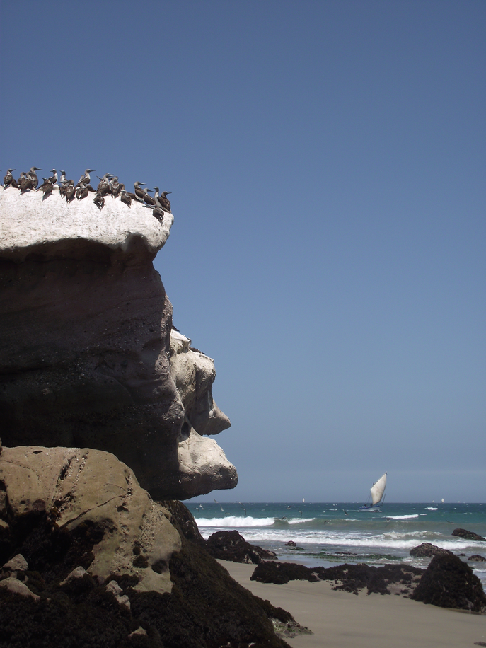 beach wildlife, Cabo Blanco, Peru