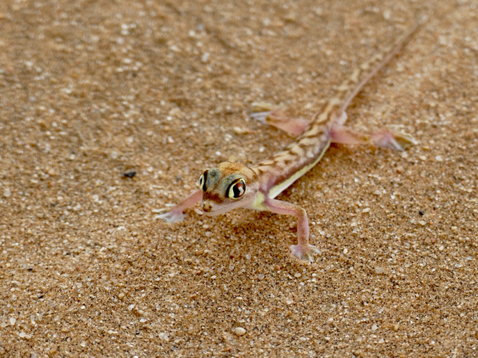 Gecko