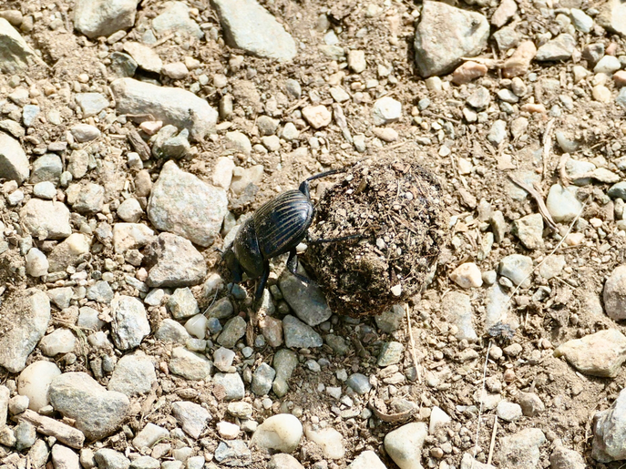 Mistkäfer mit Kugel.