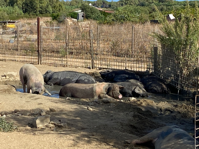 Schweine in der Schlammsuhle.