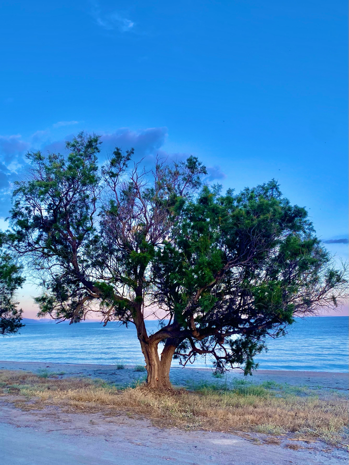 Tamariske im Abendlicht.