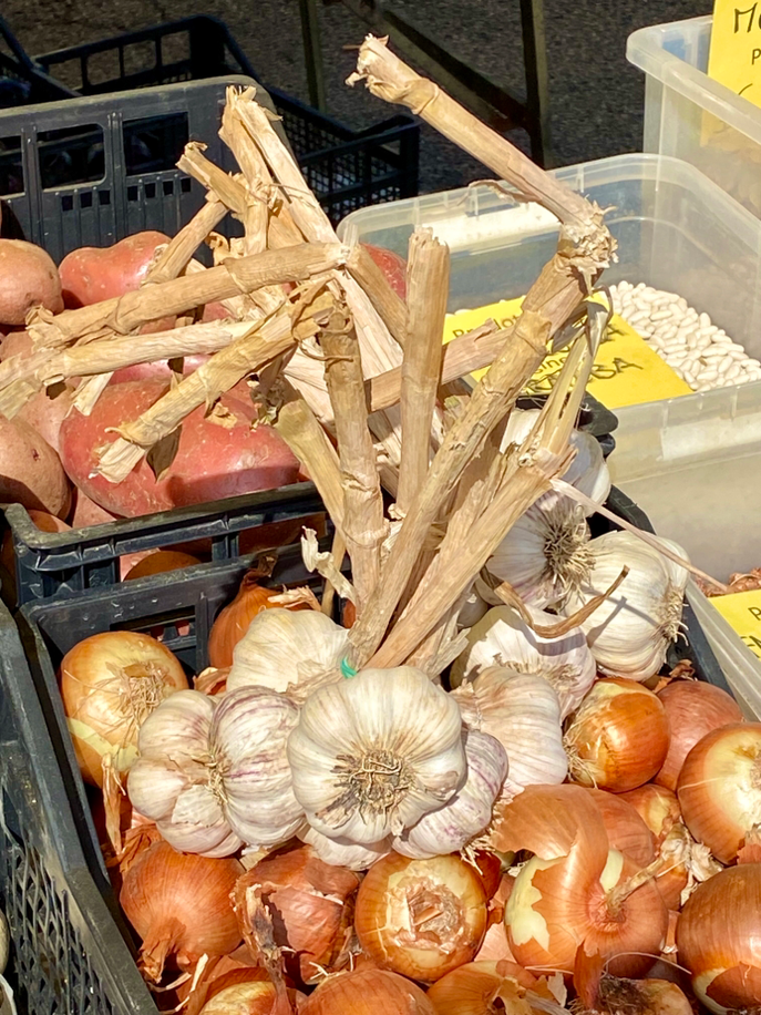 Knoblauch und Zwiebeln frisch vom Erzeuger.