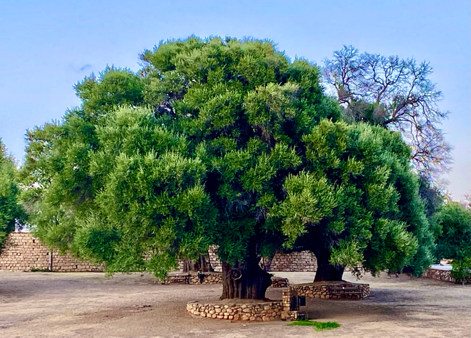 Uralter Olivenbaum in Santa Maria Navarrese.