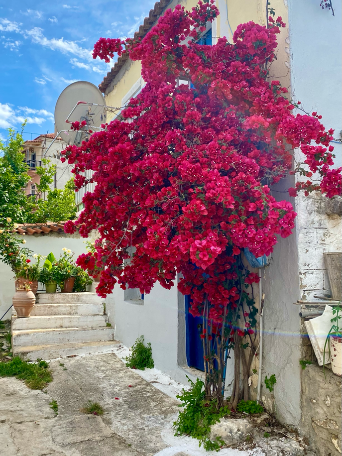 Blumenpracht