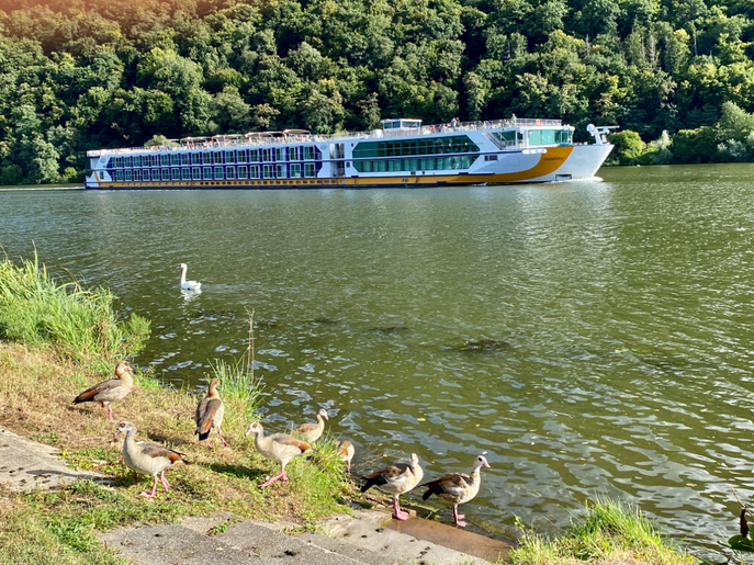 Fauna trifft Kreuzschiff