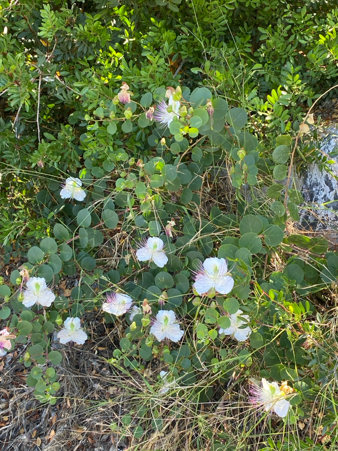 Wilder Kapernstrauch in Blüte.