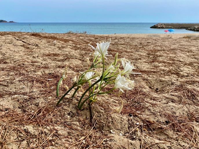 Strandlilie
