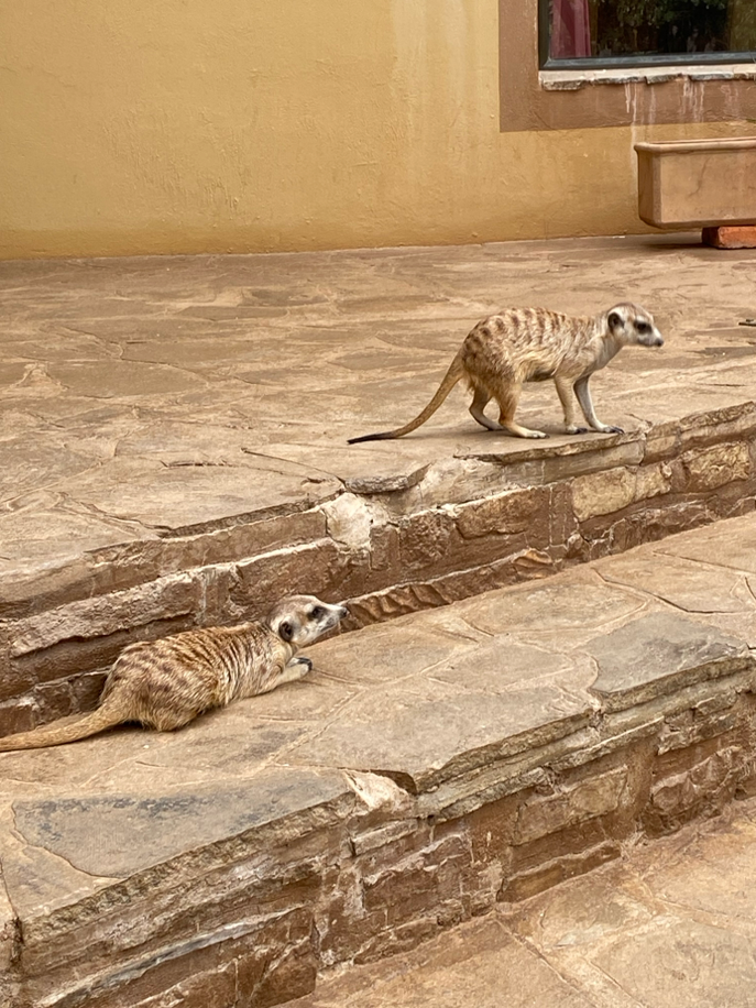 Erdmännchen auf der Terrasse