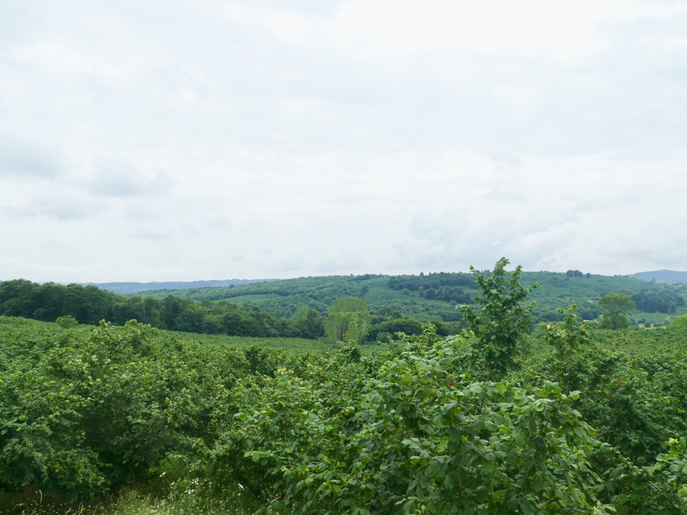 Hasenußplantagen entlang der Strecke