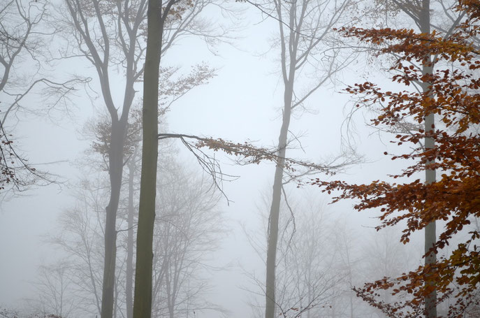 Novembre dans les Ardennes - 2013