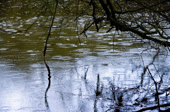 Pluie de printemps - 2013