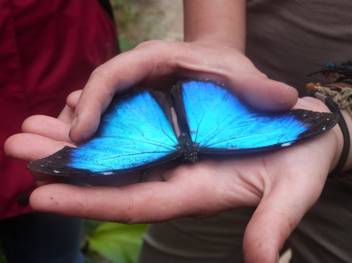 Mariposa, Morpho, menelaus occidentalis, Yasuní (Ecuador). Familia Nymphalidae - Satyrinae