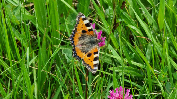 "Kleiner Fuchs", Foto: Claudia Rapp-Lange