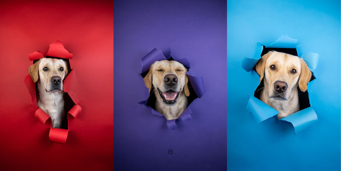 Sophart-Photography - Hundefotoshooting im Studio