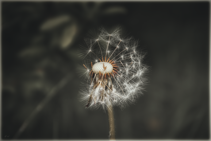 Die Schönheit einer Pusteblume (Löwenzahn)