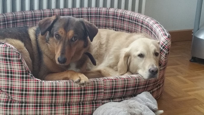 Mein Hund ist nicht mein Kind, aber ich bin seine Mutter… mynavita