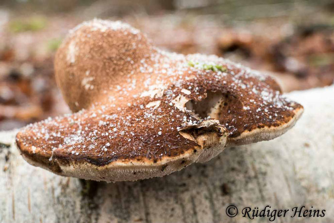 Der Birkenporling (Fomitopsis betulina), Foto vom 15.1.2021