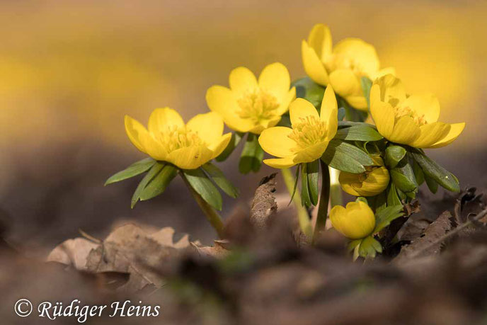 Eine kleine Gruppe Winterlinge - Eranthis hyemalis