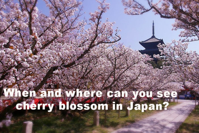 Cherry tree makes Japan one of the most beautiful and colourful places in the world  Photo Source: wikipedia