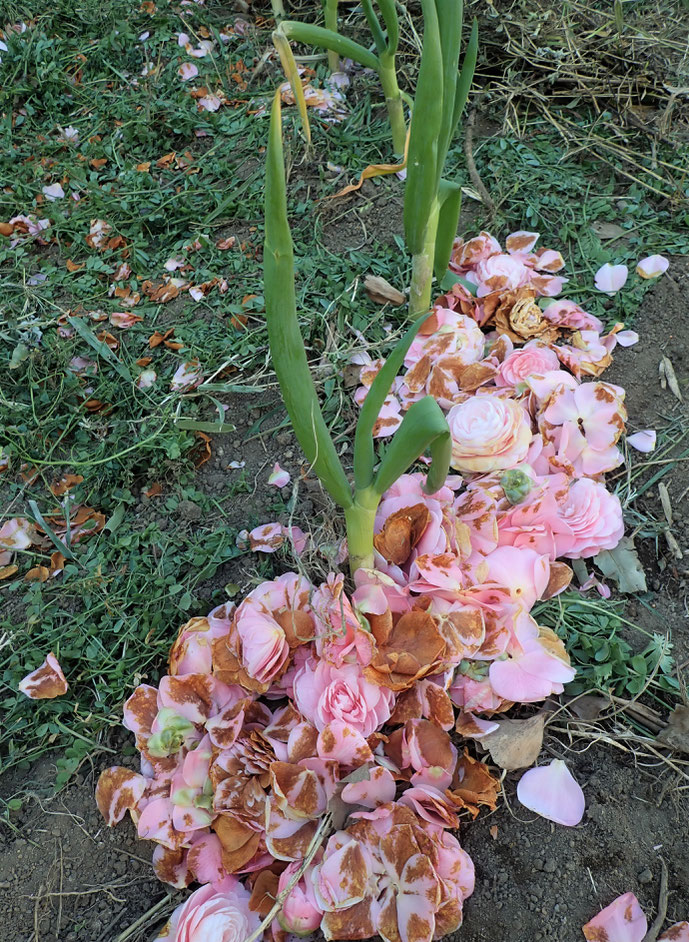 東京で自然農の野菜作り体験