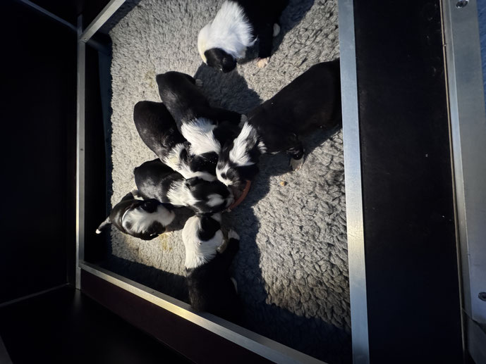 Tibet Terrier Welpen M-Wurf 2026, 4 Wochen alt, beim ersten Fressen - neben der Muttermilch entdecken sie ihre erste feste Nahrung.