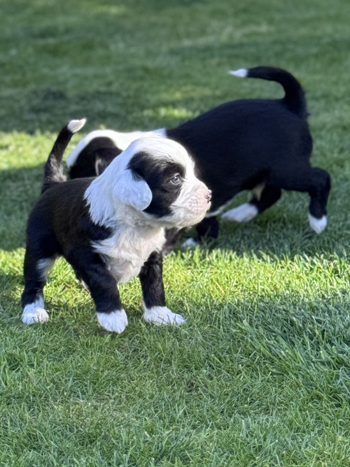 Erste Outdoor-Erfahrung: 5 Wochen alte Tibet Terrier Welpen entdecken neugierig ihre Umgebung und sammeln wichtige Umweltreize.