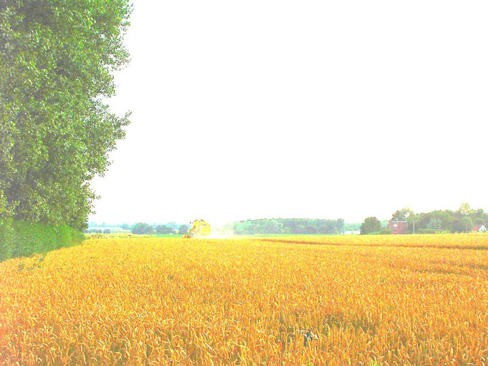 Sailly est entouré de champs de blé...(ph de f-H)