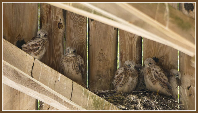 7. Juni 2026: Junge Turmfalken am Nest