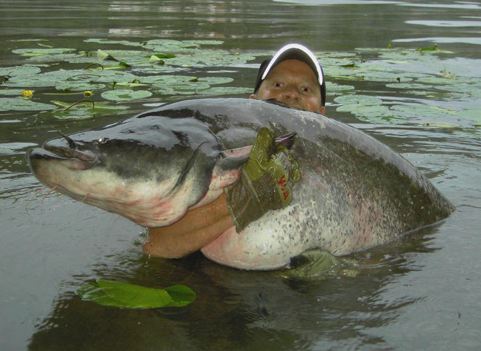 Welsangeln am Neckar - Peter Merkel mit einem dicken Neckarwaller.