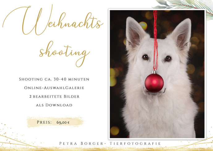 Weihnachtsangebot Hundeshooting