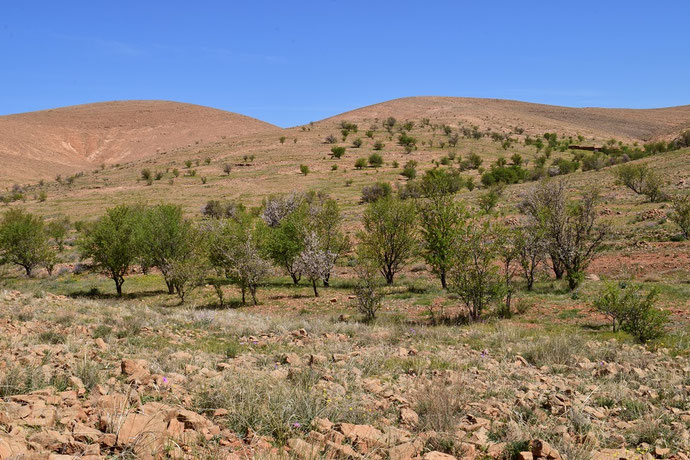 Biotope du Sud, région d'Igherm, Anti-Atlas sud-occidental, 2018, ©Frédérique Courtin-Tarrier 
