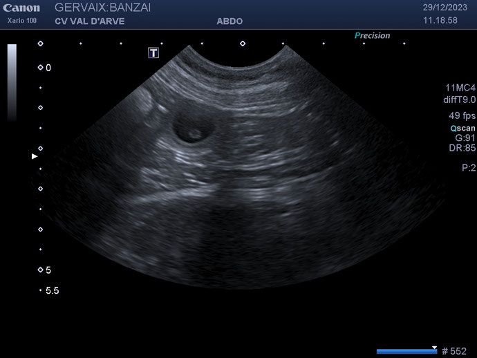 La gestation de Banzaï est confirmée! Le petit ventre s'arrondit doucement mais sûrement 