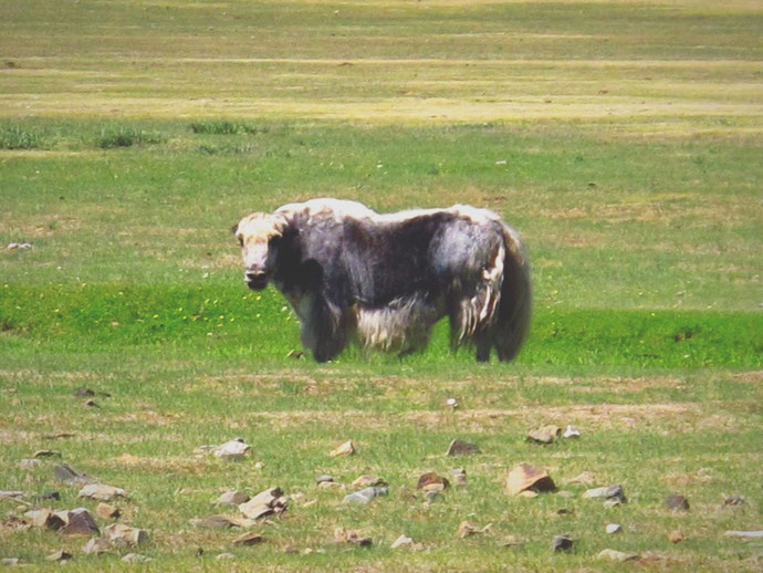 bigousteppes mongolie steppes yak