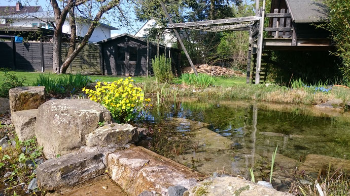 Klares Wasser im Schwimmteich dank BioPond MN