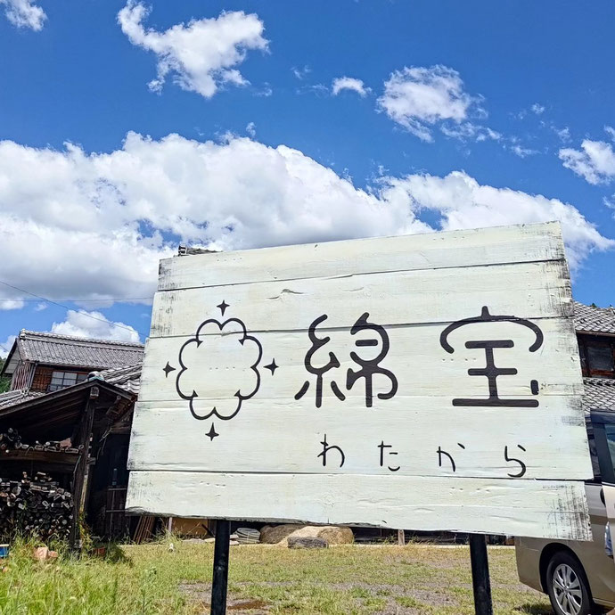 和綿 育て方 綿花 プランター 栽培 種まき時期 種まき 綿の種の取り方 収穫 加工 綿の木 洗う 水につける 5月 洋綿 コットン 植え方 収穫 時期 わた 花 使い方 発芽 植え 植え方 ４センチ 注意点 条件 摘芯 日本 木 大きさ 水やり 草 布 おでかけ 体験 ワークショップ きょうしつ 学ぶ 古民家 工房 田舎 岐阜 東海 中京 車 ファミリー 浜田省吾 ショールーム 子連れ ふくのきょうしつ