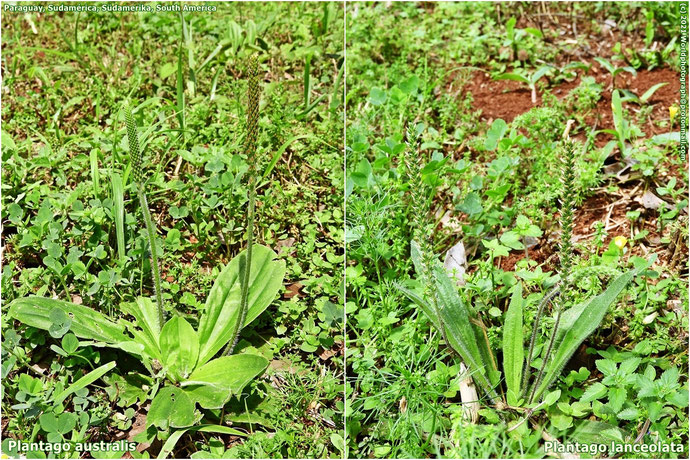 Plantaginaceae, Plantago lanceolata, Plantago australis en/in Sudamérica, Südamerika, South America