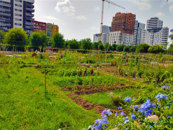 Huertos Urbanos   del  jardín de Malilla en Valencia