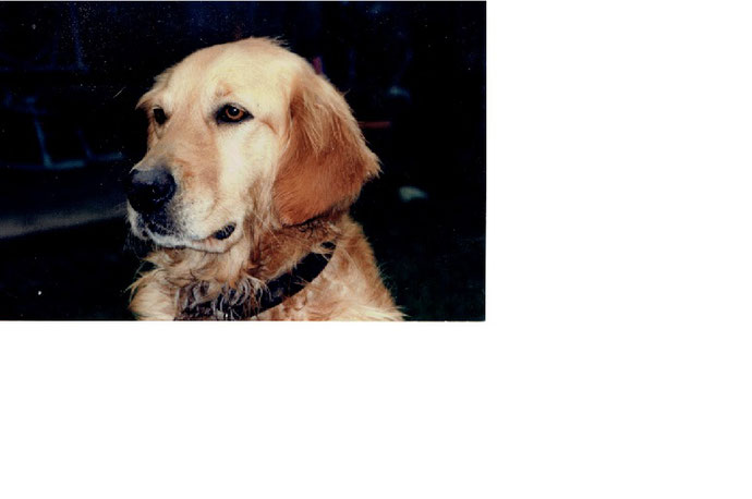 Das ist ein Golden Retriever A