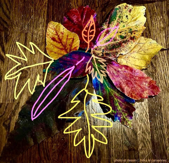 Photo et dessin, feuilles d'automne, octobre 2024