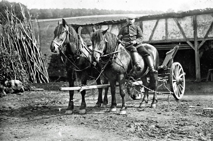 Typische "Allgebrauchspferde" waren in der Landwirtschaft beliebt. Sie waren für den Einsatz auf dem Felde und im Wald vor schwerem Gerät, aber auch vor dem Kutschwagen geschaffen. Und in der Freizeit ging man mit ihnen auf Reitturniere. 
