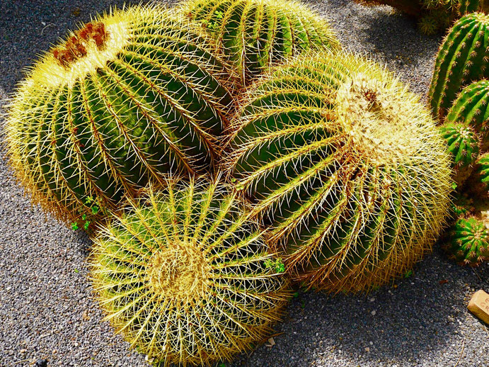 Italien, Insel Ischia, Kakteengarten Ravino