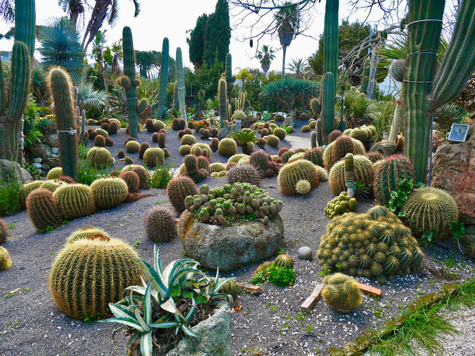 Italien, Insel Ischia, Kakteengarten Ravino