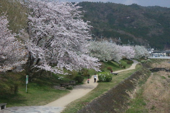 西賀茂橋西堤防の桜