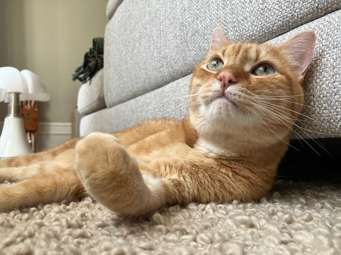 Comportementaliste spécialiste du chat à Strasbourg