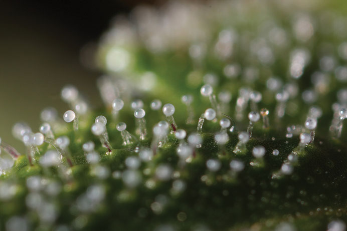 Mikroskop Aufnahme von Cannabis, es sind Milchige Trichome zu erkennen 